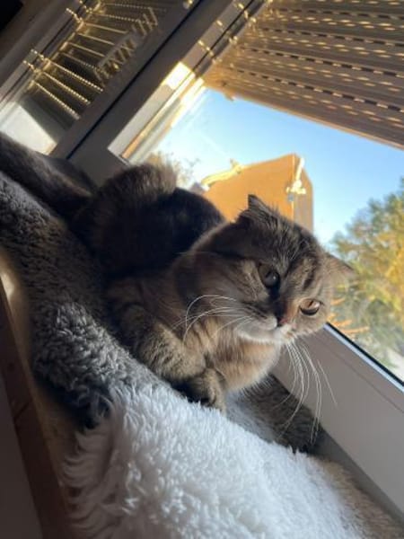 Hanuta sucht ein liebevolles Zuhause