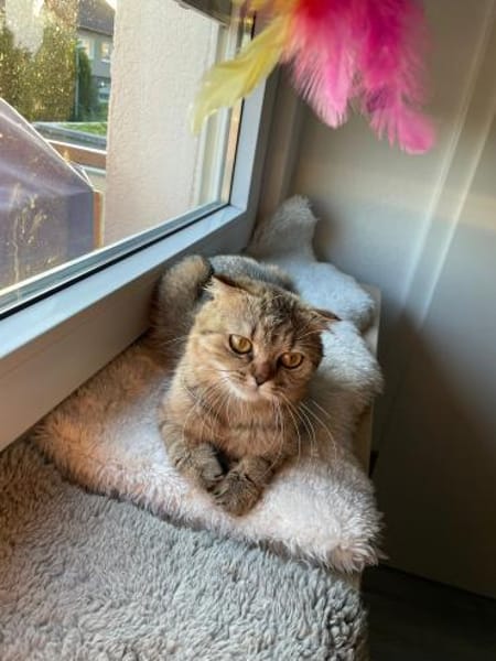 Hanuta sucht ein liebevolles Zuhause