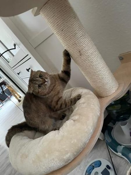 Hanuta sucht ein liebevolles Zuhause