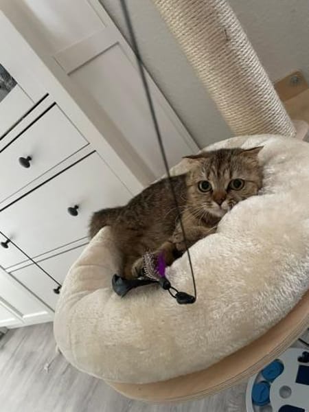 Hanuta sucht ein liebevolles Zuhause