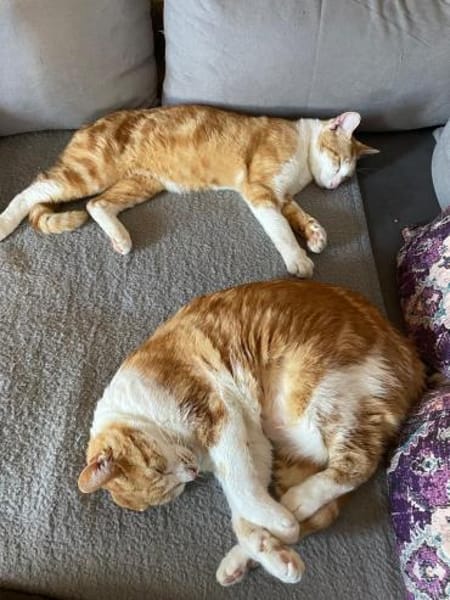 Romeo mit den Bernsteinaugen