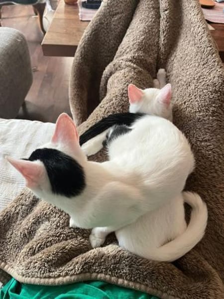 Micky und Apollon auf Pflegestelle