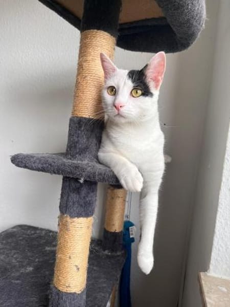 Micky und Apollon auf Pflegestelle