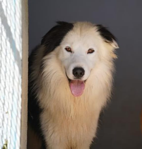 Pongo, Pflegestelle in Bayern