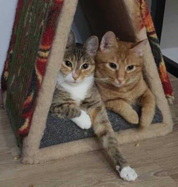 Lenny & Sunny suchen gemeinsam ihr Für-