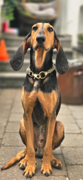 Paco