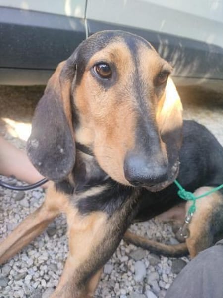 Paco