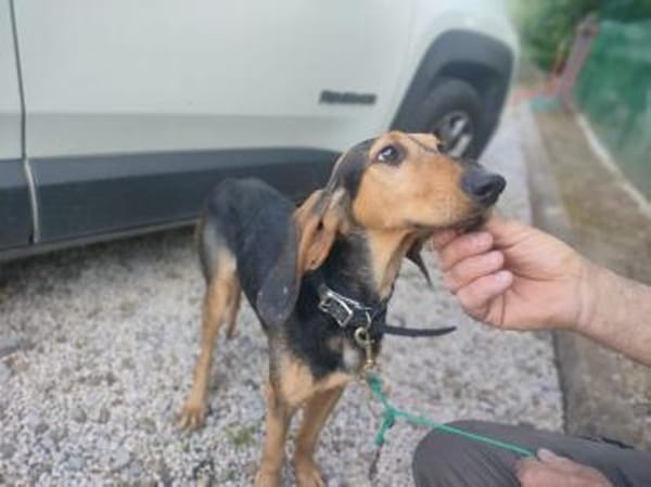 Paco