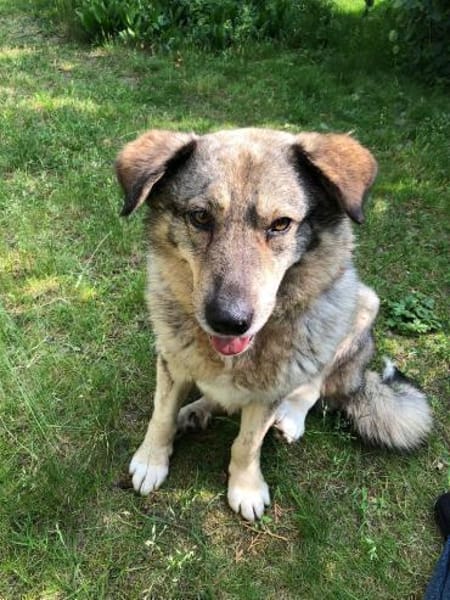 liebe Lotti sucht ihre Familie