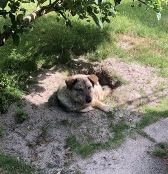 liebe Lotti sucht ihre Familie
