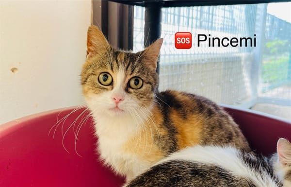 PINCEMI