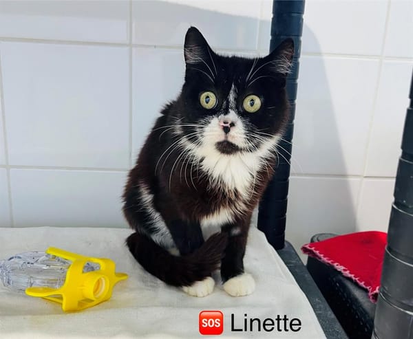 Linette