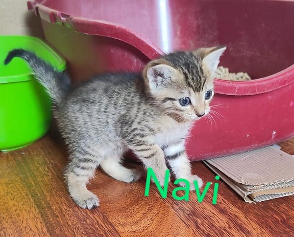 Navi