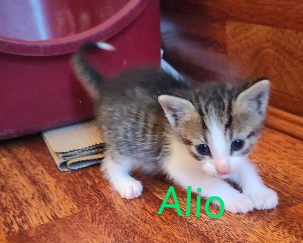 Alio