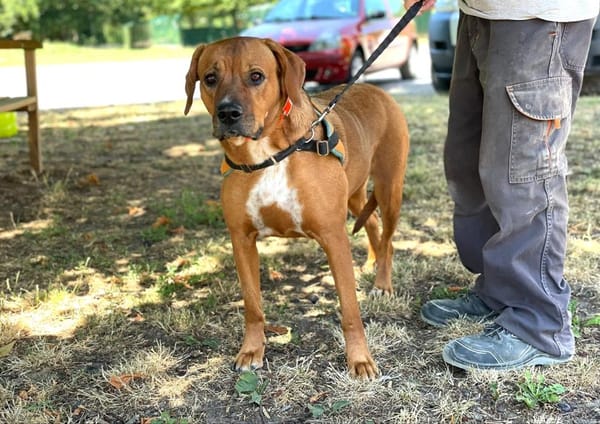 SHANA (en placement provisoire)