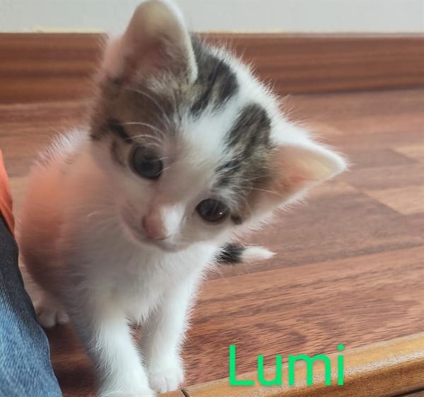 Lumi