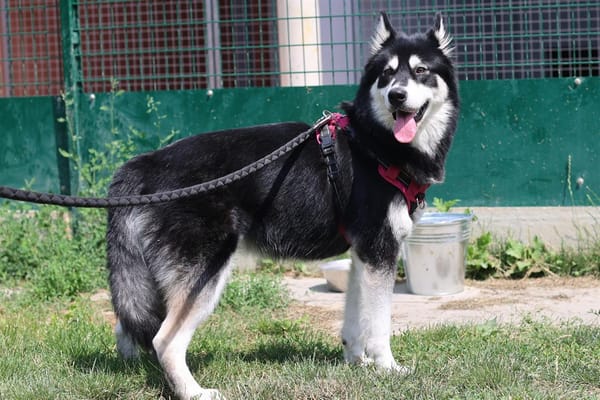 VMADA