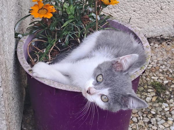 Kalia
