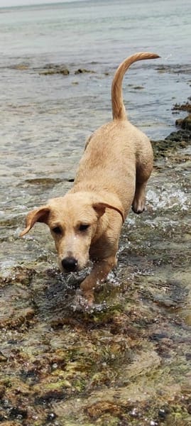 MIKO votre compagnon pour la vie