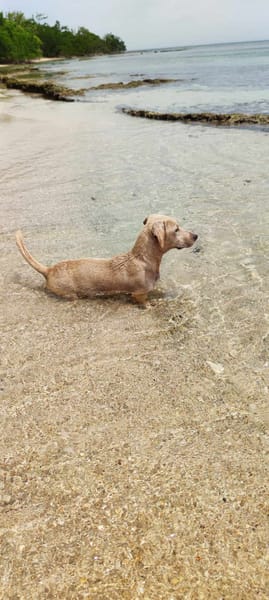 MIKO votre compagnon pour la vie