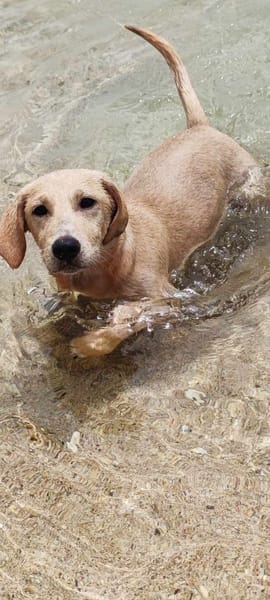 MIKO votre compagnon pour la vie