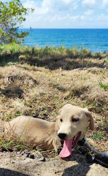MIKO votre compagnon pour la vie