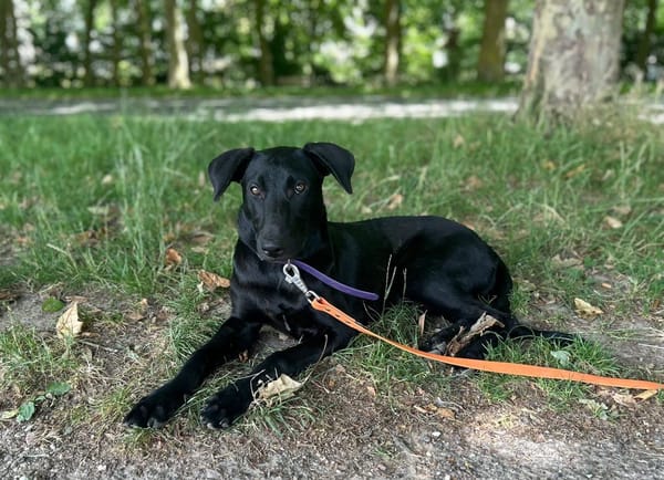 SIERRA Femelle junior berger créole