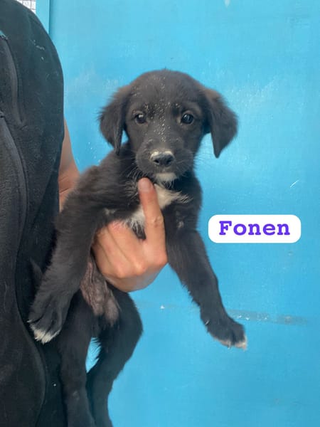 FONEN (union animal)