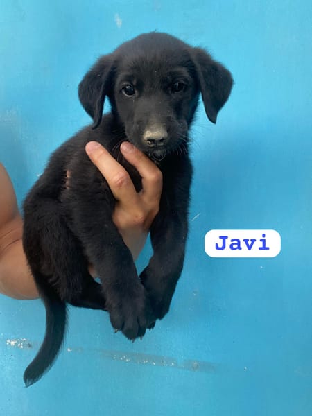 JAVI (union animal)
