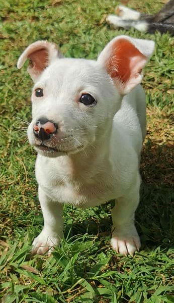 Mochi