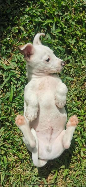 Mochi