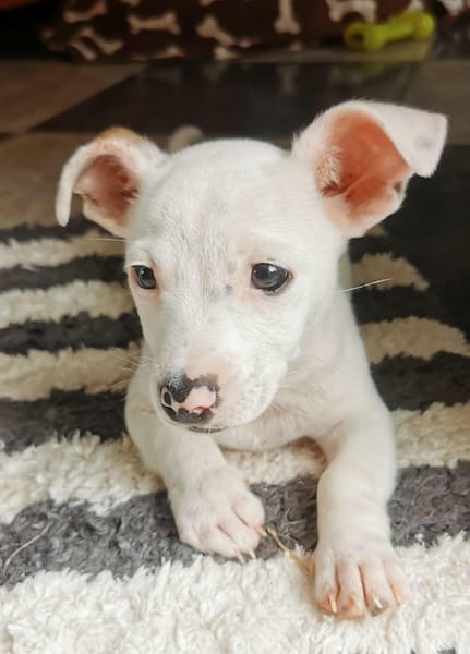 Mochi