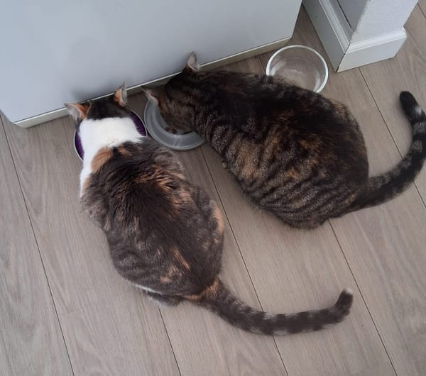 Saartje en sientje