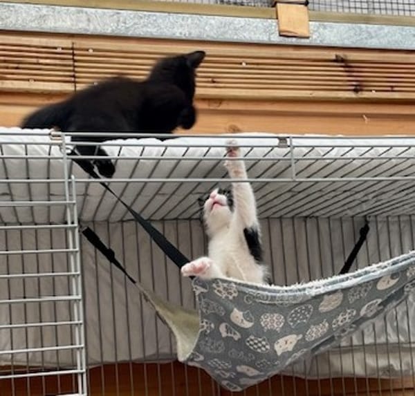 Panther en Panda