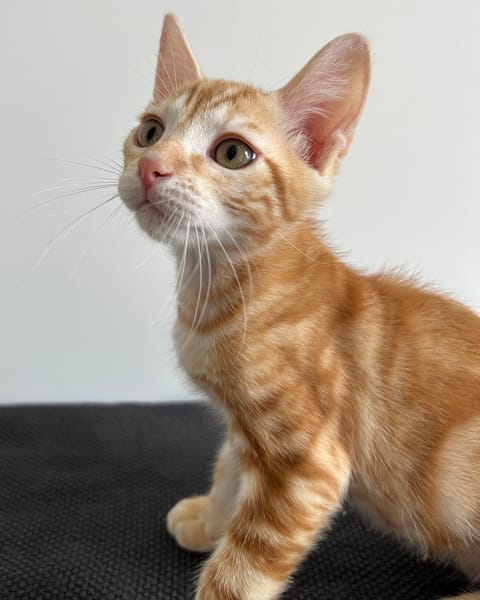NOORÉ