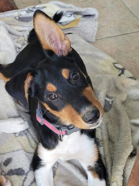 KODA