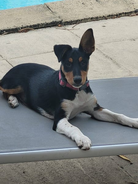 KODA