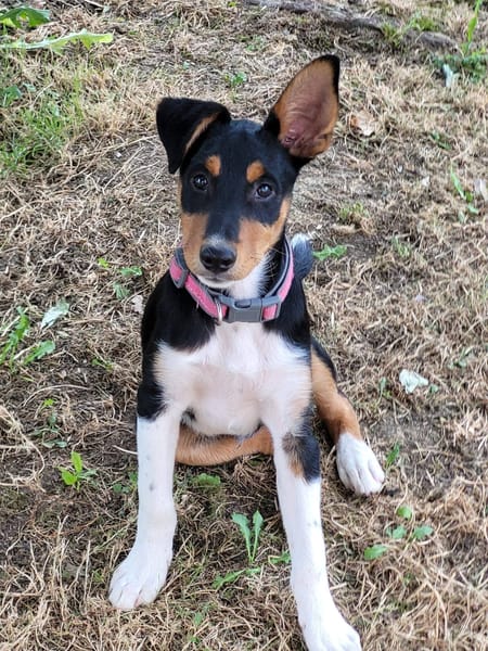 KODA