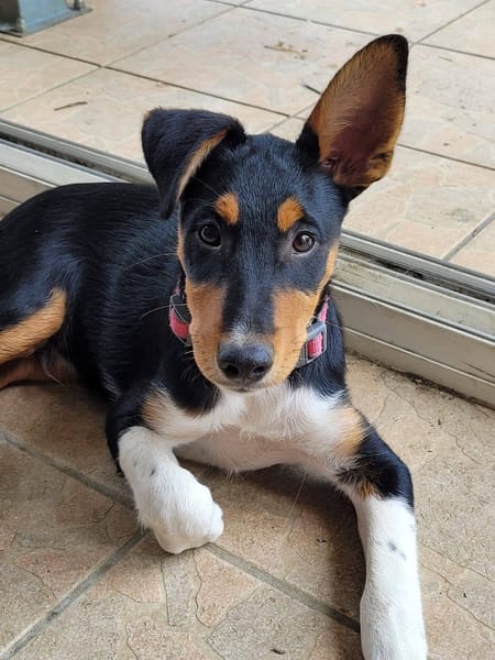 KODA