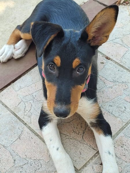 KODA