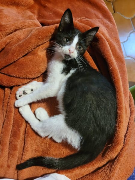 AIKO