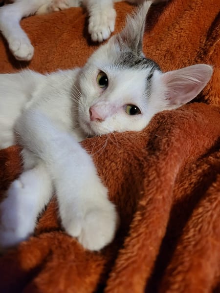 AYLA