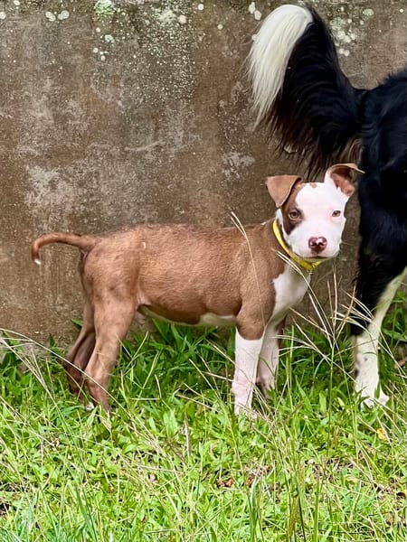 YELLOW le petit bellot