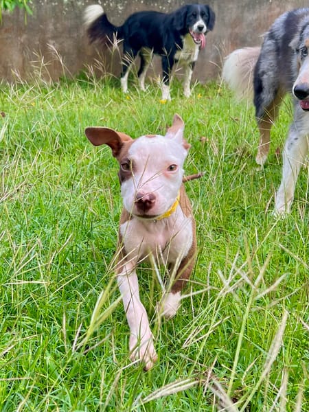 YELLOW le petit bellot