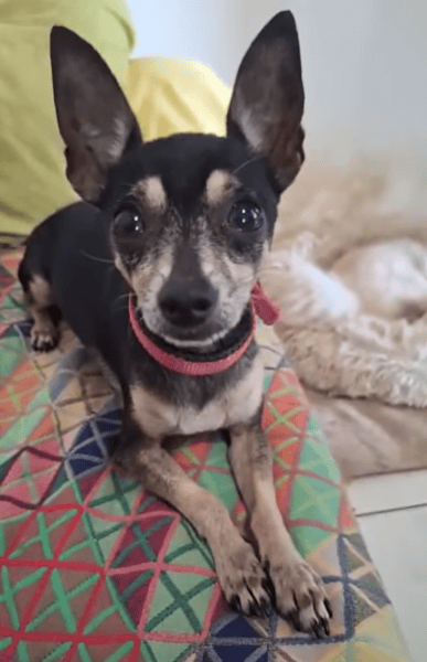 ZIGGY le petit pinscher