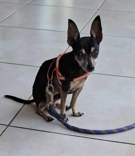 ZIGGY le petit pinscher