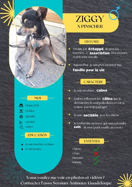 ZIGGY le petit pinscher