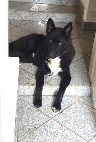 FINN - junger verschmuster Schäferhund