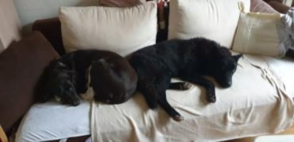FINN - junger verschmuster Schäferhund