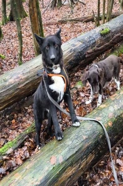 FINN - junger verschmuster Schäferhund